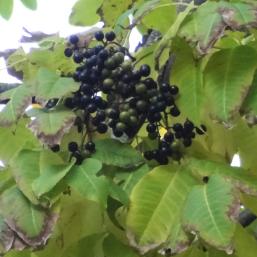 Phellodendron numéro phellodendron_48.84458-2.33494 novembre 2023