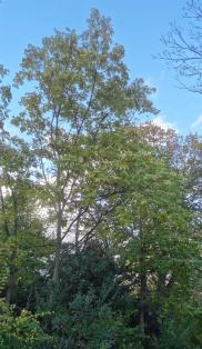 Phellodendron numéro phellodendron_48.84458-2.335097 novembre 2023