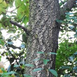 Phellodendron numéro phellodendron_48.84458-2.335097 novembre 2023