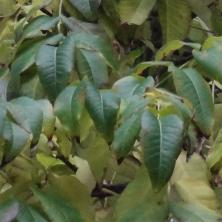 Phellodendron numéro phellodendron_48.84458-2.335097 novembre 2023