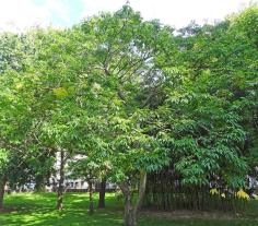 Phellodendron numéro phellodendron_48.84645-2.33978 aout 2023