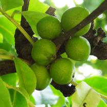 Phellodendron numéro phellodendron_48.84645-2.33978 aout 2023