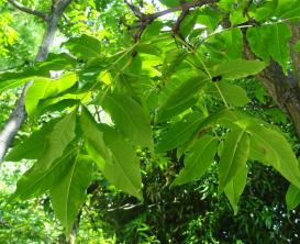 Phellodendron numéro phellodendron_48.84645-2.33978 aout 2023
