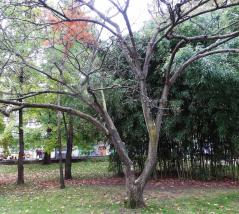 Phellodendron numéro phellodendron_48.84645-2.33978 novembre 2023