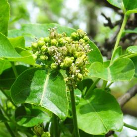 Phellodendron numéro phellodendron_48.84645-2.33978 avril 2024