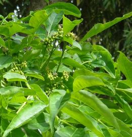 Phellodendron numéro phellodendron_48.84645-2.33978 avril 2024