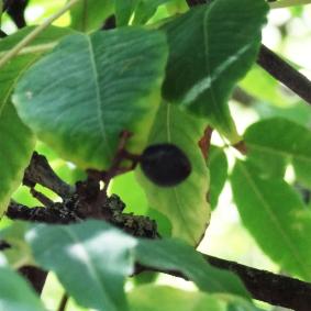 Phellodendron numéro phellodendron_48.84645-2.33978 aout 2024