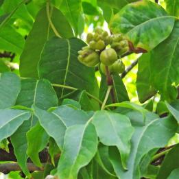 Phellodendron numéro phellodendron_48.84645-2.33978 aout 2024