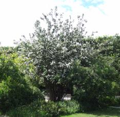 Seringa numéro philadelphus-incanus_48.84388-2.362492 mai 2022