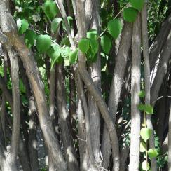 Seringa numéro philadelphus-incanus_48.84388-2.362492 mai 2022