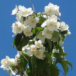 Seringa numéro philadelphus-incanus_48.84388-2.362492 mai 2022