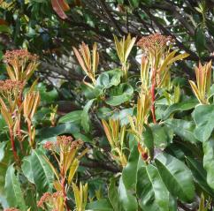 Photinia numéro photinia-serrulata_48.84374-2.361954 février 2022