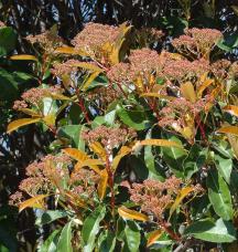 Photinia numéro photinia-serrulata_48.84374-2.361954 mars 2022