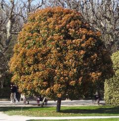 Photinia numéro photinia-serrulata_48.84374-2.361954 mars 2022