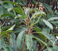 Photinia numéro photinia-serrulata_48.84374-2.361954 novembre 2022