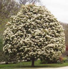 Photinia numéro photinia-serrulata_48.84374-2.361954 avril 2023
