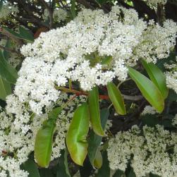 Photinia numéro photinia-serrulata_48.84374-2.361954 avril 2023