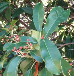 Photinia numéro photinia-serrulata_48.84374-2.361954 novembre 2023