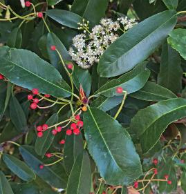 Photinia numéro photinia-serrulata_48.84374-2.361954 décembre 2025
