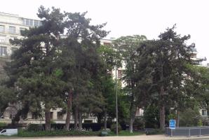L'arbre numéro p_48.8727664-2.283304 est un Pin (Pinus nigra nigra).
Il est situé jardin de l'avenue Foch (coordonnées GPS 48.87277, 2.2833)