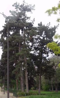 L'arbre numéro p_48.8727664-2.283304 est un Pin (Pinus nigra nigra).
Il est situé jardin de l'avenue Foch (coordonnées GPS 48.87277, 2.2833)