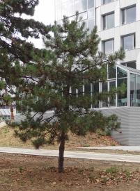L'arbre numéro ex-2037103 est un Pin (Pinus nigra nigra).
Il est situé parc de Bercy (coordonnées GPS 48.8376, 2.38095)