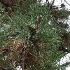 L'arbre numéro ex-2037103 est un Pin (Pinus nigra nigra).
Il est situé parc de Bercy (coordonnées GPS 48.8376, 2.38095)