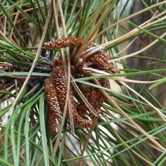 L'arbre numéro ex-2037103 est un Pin (Pinus nigra nigra).
Il est situé parc de Bercy (coordonnées GPS 48.8376, 2.38095)