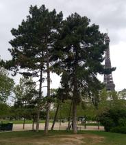 L'arbre numéro p_48.8553848-2.2997614 est un Pin (Pinus nigra nigra).
Il est situé jardin du Champ de Mars et Pelouses de l'Ecole Militaire (coordonnées GPS 48.85538, 2.29976)