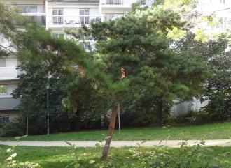arbre n°pinus-sylvestris--xz116155_48.8310967-2.3142219 septembre 2021 Pin numéro pinus-sylvestris--xz116155_48.8310967-2.3142219 septembre 2021