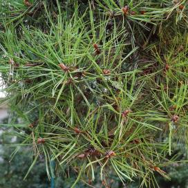arbre n°pinus-sylvestris--xz116155_48.8310967-2.3142219 septembre 2021 Pin numéro pinus-sylvestris--xz116155_48.8310967-2.3142219 septembre 2021