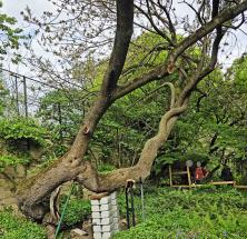 Pistachier numéro pistacia-vera_48.84414-2.35921 avril 2026