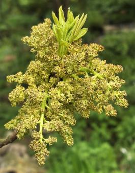 Pistachier numéro pistacia-vera_48.84414-2.35921 avril 2026