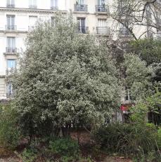 Pittosporum numéro pittosporum-tenuifolium_48.8238-2.336115 avril 2023