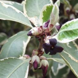 Pittosporum numéro pittosporum-tenuifolium_48.8238-2.336115 avril 2023