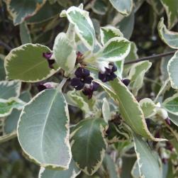 Pittosporum numéro pittosporum-tenuifolium_48.8238-2.336115 avril 2023