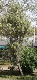 Pittosporum numéro pittosporum-tenuifolium_48.83564-2.37574 avril 2022