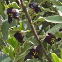 Pittosporum numéro pittosporum-tenuifolium_48.83564-2.37574 avril 2022