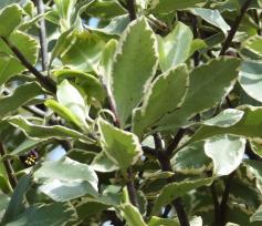 Pittosporum numéro pittosporum-tenuifolium_48.83564-2.37574 avril 2022