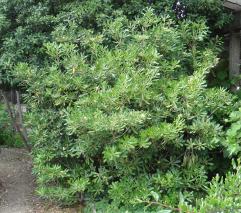 Pittosporum numéro pittosporum-tobira_48.84392-2.35996 mai 2022