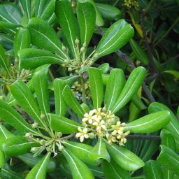 Pittosporum numéro pittosporum-tobira_48.84392-2.35996 mai 2022