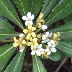 Pittosporum numéro pittosporum-tobira_48.84392-2.35996 mai 2022