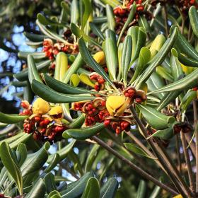 Pittosporum numéro pittosporum-tobira_48.84392-2.35996 décembre 2025