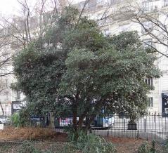 Pittosporum numéro pittosporum-tobira_48.86494-2.40035 mars 2023