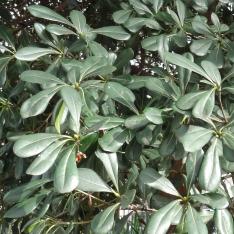 Pittosporum numéro pittosporum-tobira_48.86494-2.40035 mars 2023