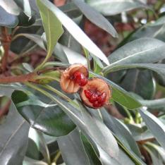 Pittosporum numéro pittosporum-tobira_48.86494-2.40035 mars 2023