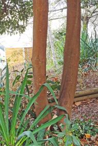 Pittosporum numéro pittosporum-tobira_48.86494-2.40035 mars 2023