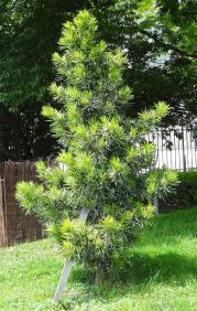 L'arbre numéro p_48.84331-2.358512 est un Podocarpus (Podocarpus macrophyllus).
Il est situé jardin des Plantes (coordonnées GPS 48.84331, 2.35851)