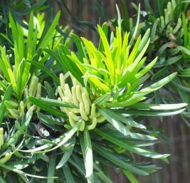 L'arbre numéro p_48.84331-2.358512 est un Podocarpus (Podocarpus macrophyllus).
Il est situé jardin des Plantes (coordonnées GPS 48.84331, 2.35851)