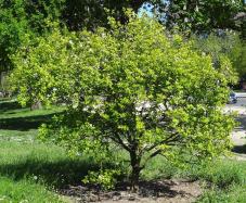 L'arbre numéro ex-2026772 est un Citronnier (Poncirus trifoliata).
Il est situé jardin de l'avenue Foch (coordonnées GPS 48.87206, 2.27695)